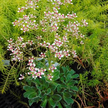 Saxifraga cotyledon Southside Seedling - Sassifraga dei graniti