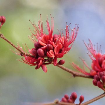 Schotia brachypetala 