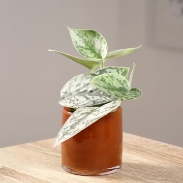 Scindapus pictus - Pothos