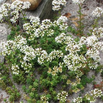 Sedum album Coral Carpet - Borracina bianca