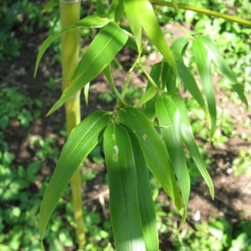 Semiarundinaria fastuosa - Bambù superbo