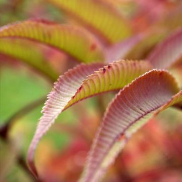 Sorbaria Stick & Feathers