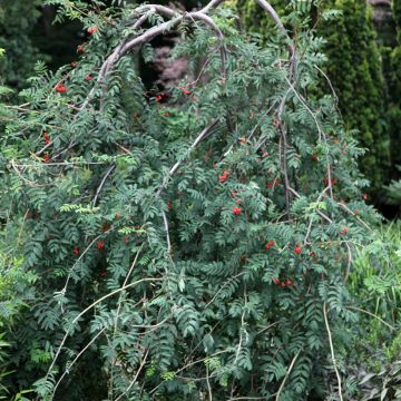 Sorbus aucuparia Pendula