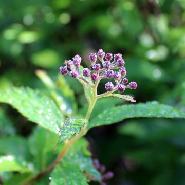Spirea japonica Darts Red - Spirea del Giappone