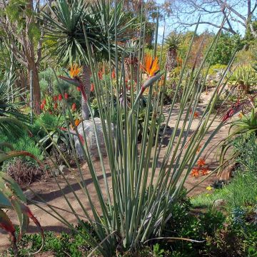Strelitzia juncea - Ucello del paradisio