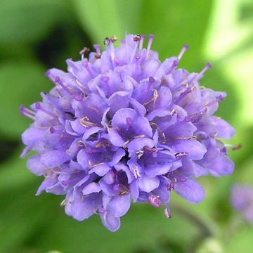 Succisa pratensis - Morso del diavolo