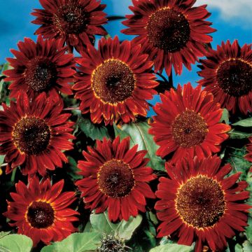Girasole Sunflower Ruby Sunset