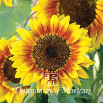 Girasole F1 Solar Flash