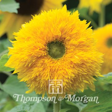 Girasole Sunshots Golds Mixed