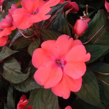 Impatiens Sunpatiens Compact Hot Coral - Fiore di vetro