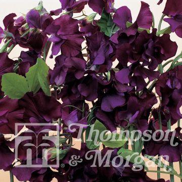 Pisello odoroso Blue Velvet
