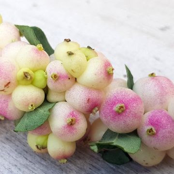 Symphoricarpos orbiculatus Symphony Rave - Sinforicarpo