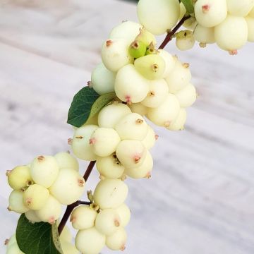 Symphoricarpos orbiculatus Symphony Rock - Sinforicarpo