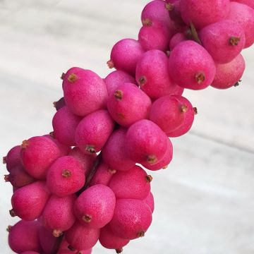 Symphoricarpos orbiculatus Symphony Rumble - Sinforicarpo
