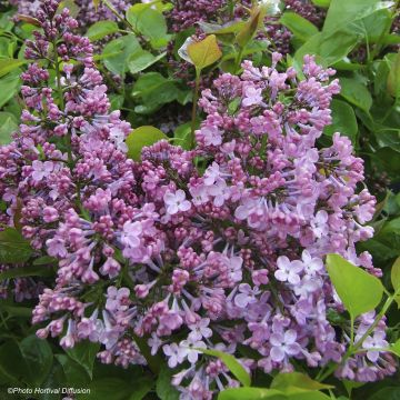 Syringa hyacinthiflora Maiden's Blush - Lillà