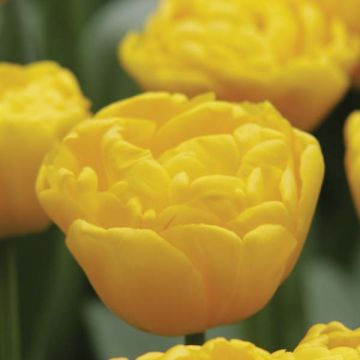 Tulipano Gold Fever
