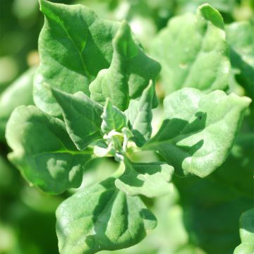 Tetragonia tetragonioides NT - Ferme de Sainte Marthe - Spinacio della Nuova Zelanda