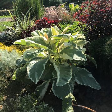 Nicotiana tomentosa Variegata - Tabacco da fiore