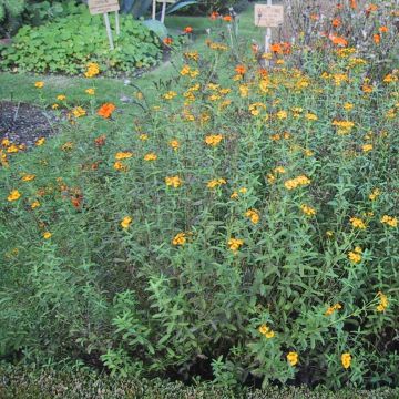 Tagetes lucida - Tagete