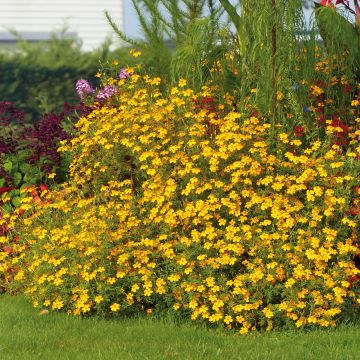 Tagetes Gold Medal - Tagete