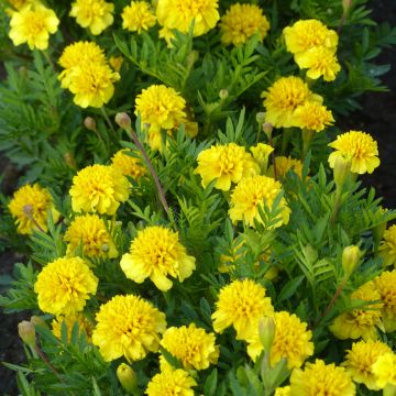 Tagetes patula nana Petite Citroengeel - Tagete nana