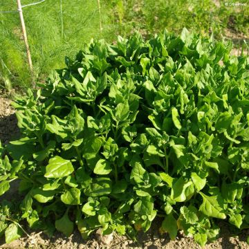 Tetragonia tetragonioides (piante) - Spinacio della Nuova Zelanda