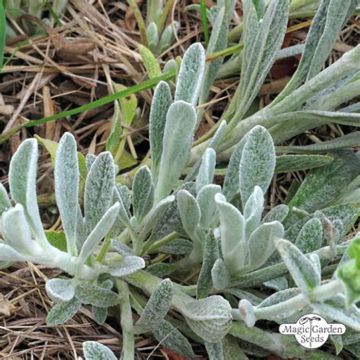 Sideritis syriaca - Stregonia siciliana