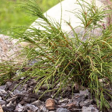Thuja plicata Whipcord - Tuia plicata