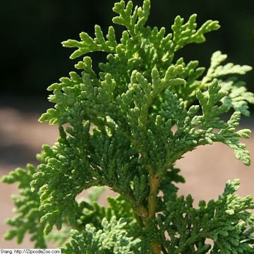 Thuja occidentalis Degroots Spire - Tuia occidentale