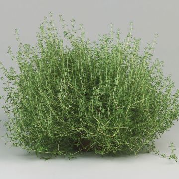 Thymus vulgaris 'Fragrantissimus' - Timo
