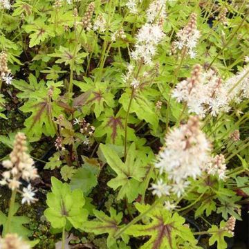 Tiarella cordifolia Mint Chocolate