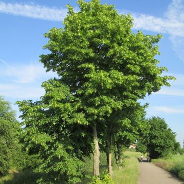 Tilia cordata - Tiglio selvatico