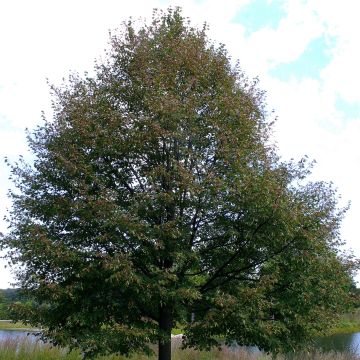 Tilia cordata Greenspire - Tiglio selvatico