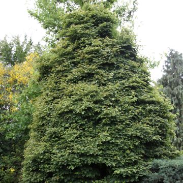 Tilia cordata Lico - Tiglio selvatico