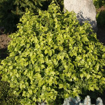 Tilia cordata Monto - Tiglio selvatico