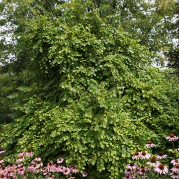 Tilia cordata Kronenberg - Tiglio selvatico