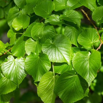 Tilia cordata Simone - Tiglio selvatico