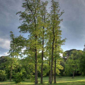 Tilia cordata Swedish Upright - Tiglio selvatico