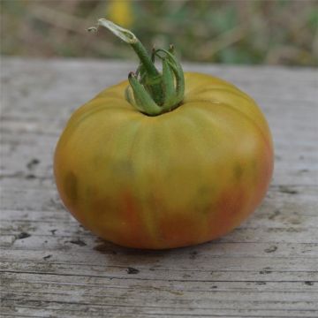 Pomodoro cuore di bue/Beefsteak Absinthe