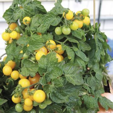 Pomodoro ciliegino/datterino Balconi Yellow