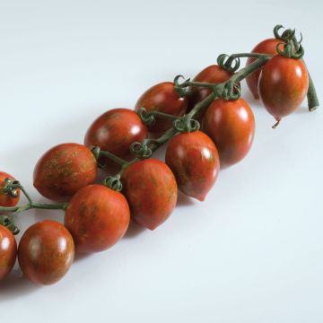Pomodoro ciliegino/datterino Cookie F1 Mix
