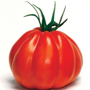 Pomodoro cuore di bue/Beefsteak Corazon F1