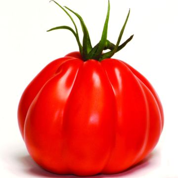 Pomodoro cuore di bue/Beefsteak Corazon F1 (piante)