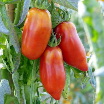 Pomodoro lungo Corno delle Ande (piante innestate)