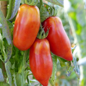 Pomodoro lungo Corno delle Ande