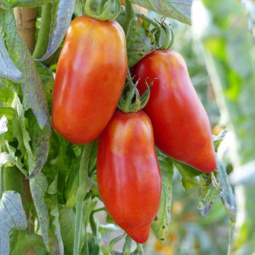 Pomodoro lungo Corno delle Ande (piante)