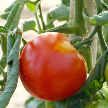 Pomodoro tondo liscio Ferline
