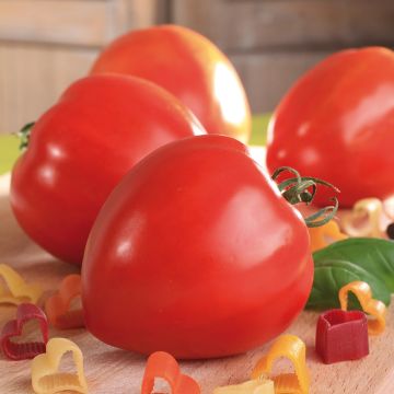 Pomodoro cuore di bue/Beefsteak Fleurette F1