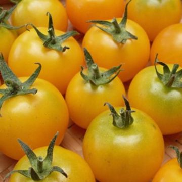 Pomodoro Golden Sunshine
