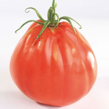 Pomodoro cuore di bue/Beefsteak Borsalina F1